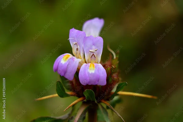 Kokilaksha Benefits